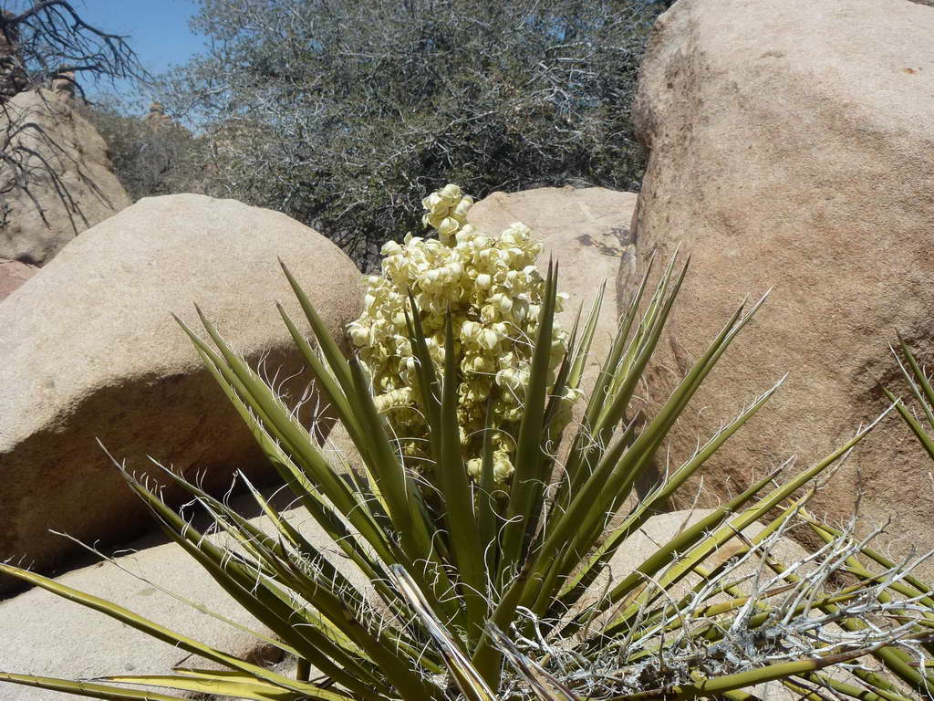 Joshua Tree National Park